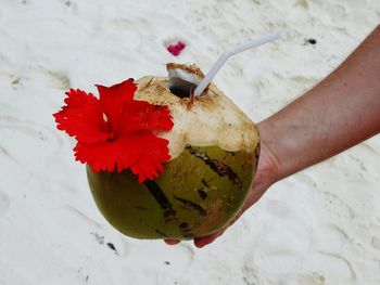 High angle view of hand holding fruit