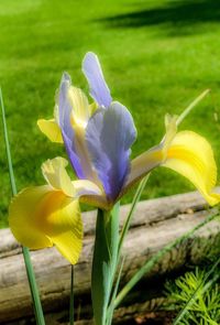 flowering plant