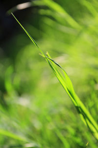 Close-up of damselfly on plant