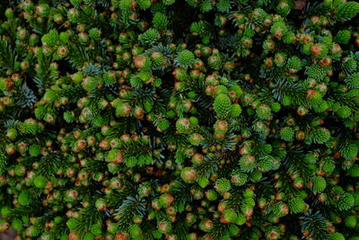 Full frame shot of flowering plants