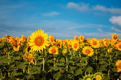 Close-up of yellow flowering plants on field against sky