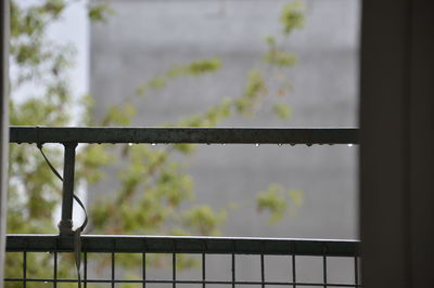 Close-up of railing against trees