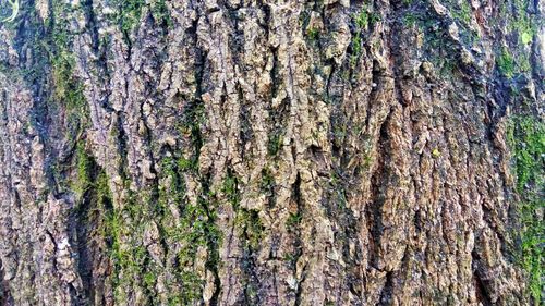 Full frame shot of tree trunk