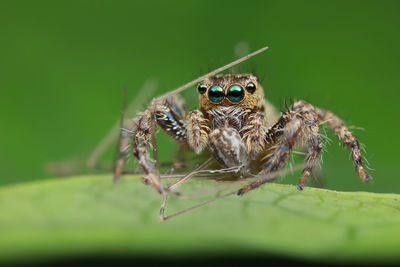 Close-up of spider