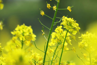 Close-up of yellow flowering plant on field