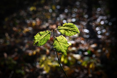 nature
