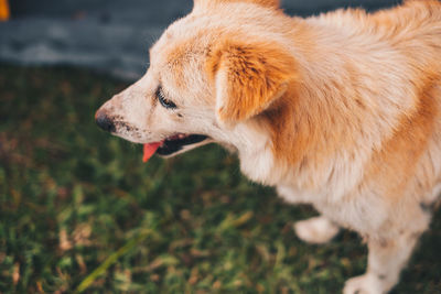 Close-up of dog looking away