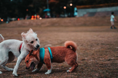 Dogs standing on land