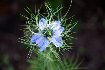 Close-up of purple flowering plant