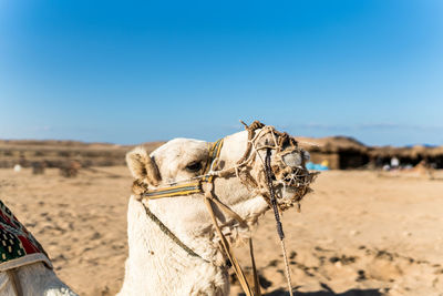 camel