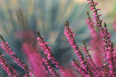 Close-up of insect on pink flower