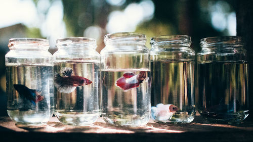 Close-up of fish in glass jars at home