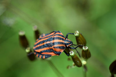 Close-up of insect on plant