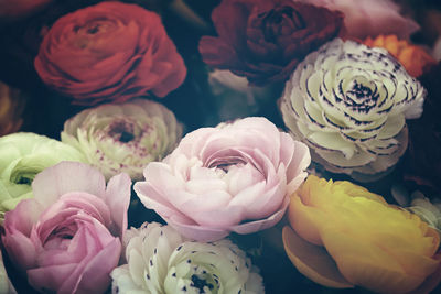 Close-up of multi colored roses