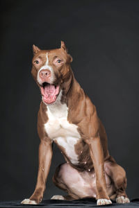 Portrait of a dog