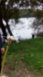 Close-up of plant in field