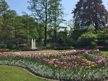 Flowering plants by trees in park