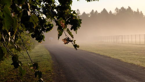 View of a horse on road