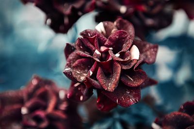 Close-up of flower against blurred background