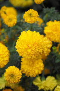 Close-up of yellow flowers