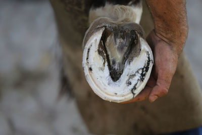 Cropped hand of man holding horse leg