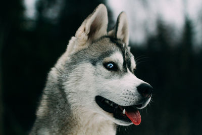 Close-up of siberian husky looking away