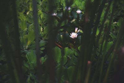 Close-up of flowers on plant