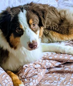 Close-up portrait of dog lying on bed