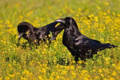 Black swan on a field