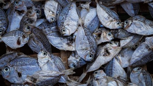 Full frame shot of fish for sale in market