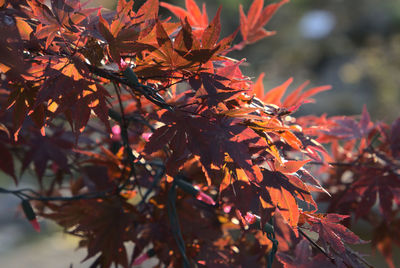 Sunlight in the red leaves