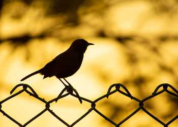 Close-up of bird perching on chainlink fence