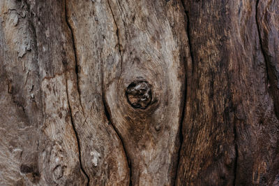Full frame shot of tree trunk