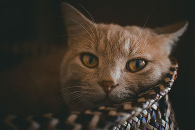 Close-up portrait of cat