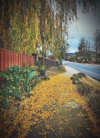 View of autumn leaves on street