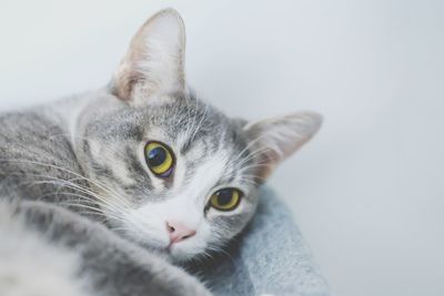 Close-up portrait of a cat