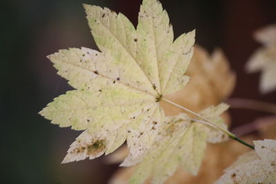 Close-up of leaf on branch