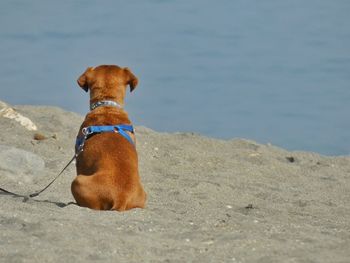 Dog sitting in a water