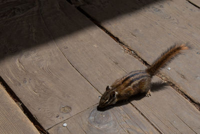 High angle view of squirrel on hardwood floor