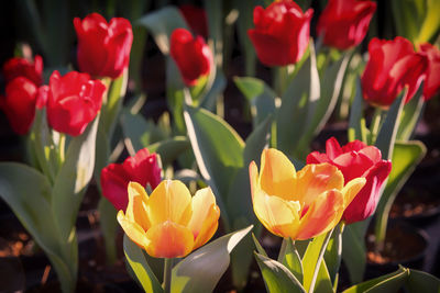 Close-up of red tulips