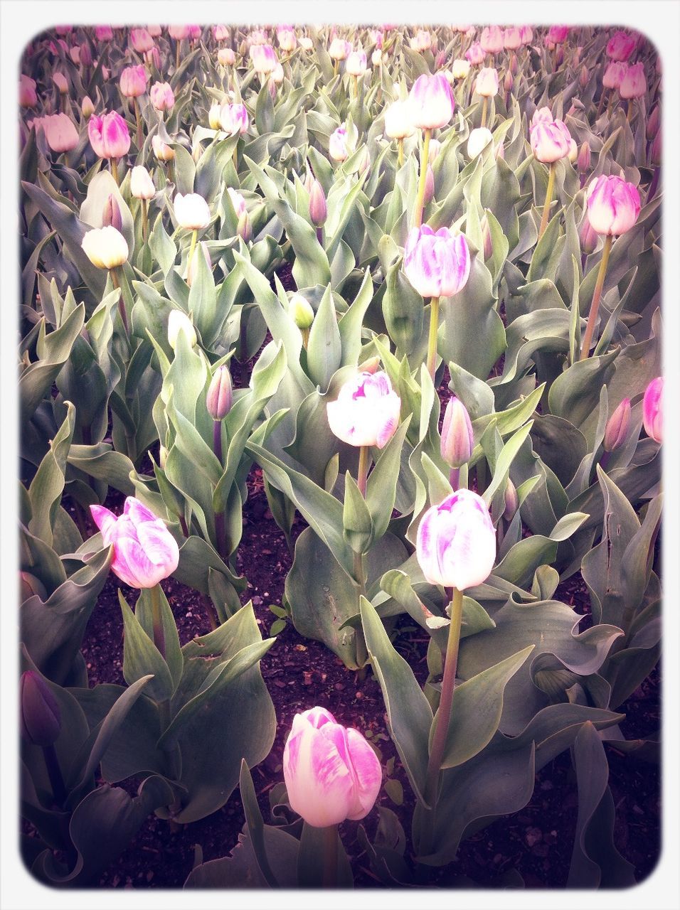 flower, transfer print, freshness, fragility, petal, growth, auto post production filter, beauty in nature, leaf, flower head, pink color, nature, plant, purple, blooming, field, high angle view, close-up, outdoors, day