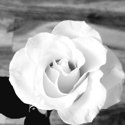 Close-up of white rose