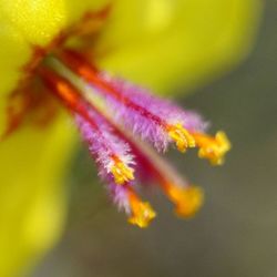 Macro shot of yellow flower