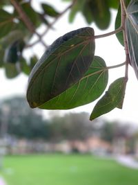 Close-up of green leaves on branch