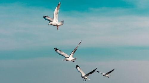 Seagulls flying over sea