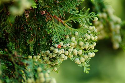 Close-up of insect on plant