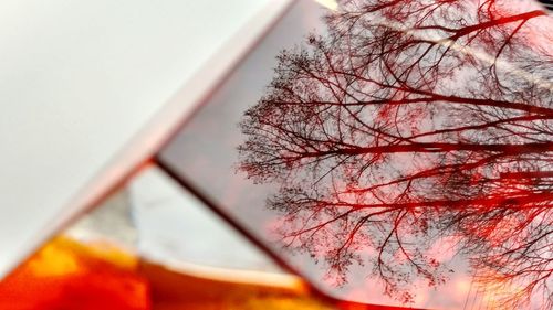 Autumnal trees against sky