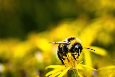 Close-up of bee on flower