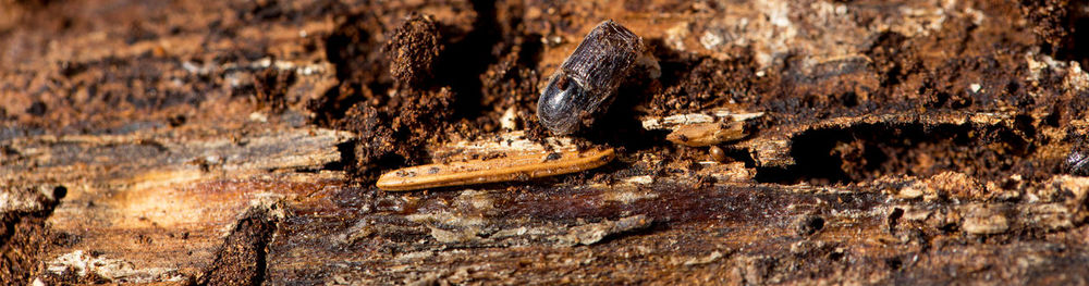 Close-up of rusty metal on wood