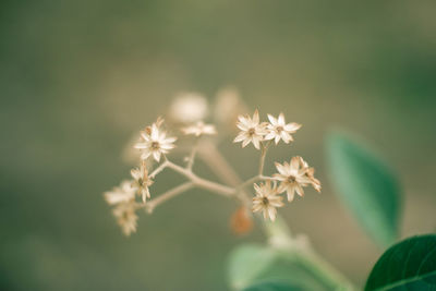 Close-up of white flowering plant